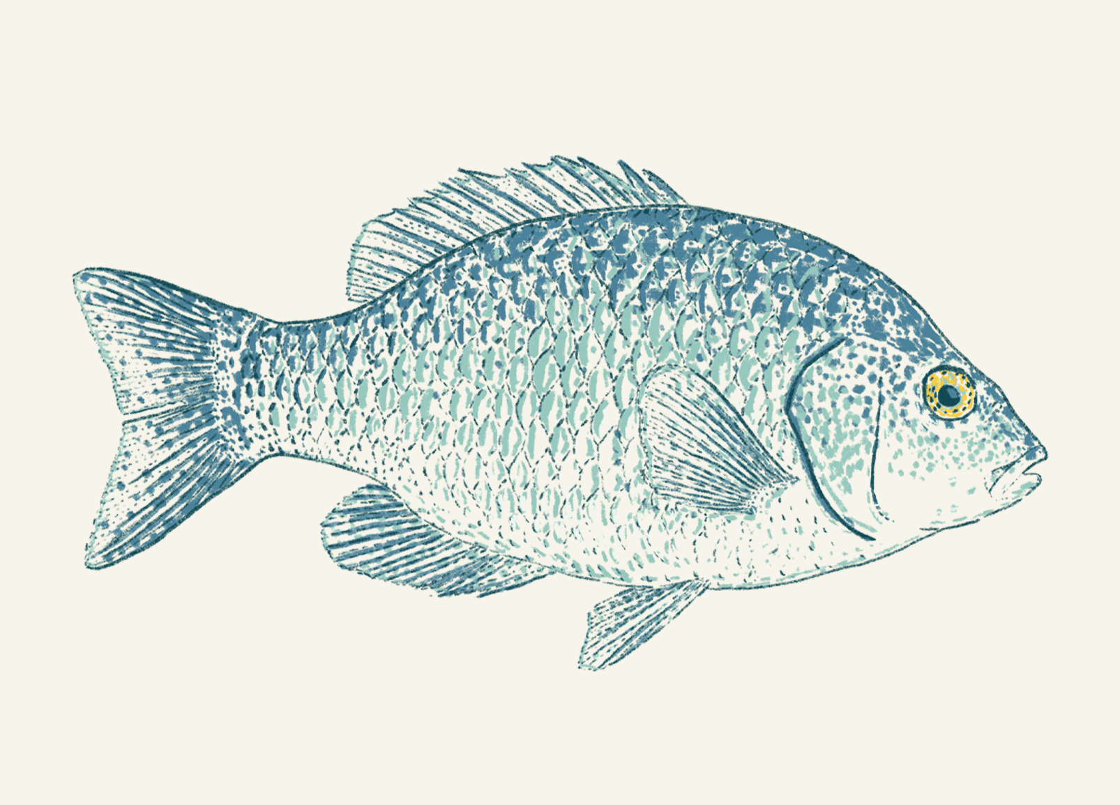 Tilapia